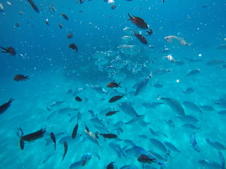 Fototapeta na wymiar Fische unter Wasser