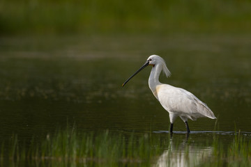 Spatule blanche - Platalea leucorodia - Eurasian Spoonbill