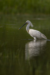 Spatule blanche - Platalea leucorodia - Eurasian Spoonbill