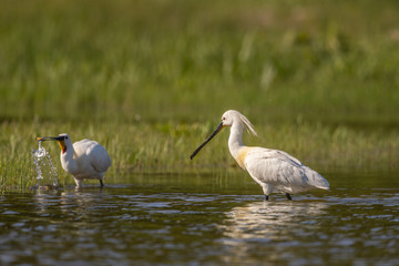 Spatule blanche - Platalea leucorodia - Eurasian Spoonbill
