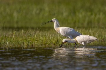 Spatule blanche - Platalea leucorodia - Eurasian Spoonbill