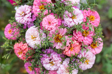 Fototapeta na wymiar Close-up colorful bouquet pink flowers background