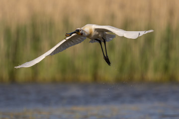 Spatule blanche - Platalea leucorodia - Eurasian Spoonbill