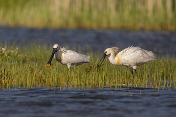 Spatule blanche - Platalea leucorodia - Eurasian Spoonbill