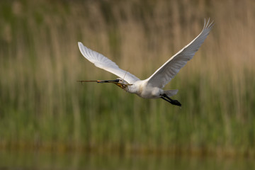 Spatule blanche - Platalea leucorodia - Eurasian Spoonbill