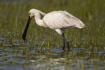 Spatule blanche - Platalea leucorodia - Eurasian Spoonbill