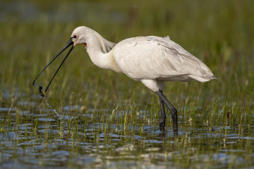 Spatule blanche - Platalea leucorodia - Eurasian Spoonbill