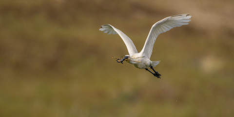 Spatule blanche - Platalea leucorodia - Eurasian Spoonbill