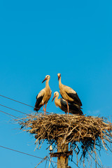 White storks (Ciconia ciconia) in the nest on the pole
