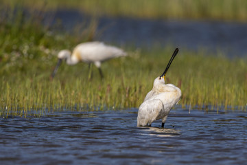 Spatule blanche - Platalea leucorodia - Eurasian Spoonbill