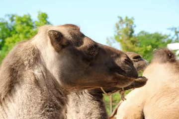 Foto op Plexiglas portrait of camel © Marcus