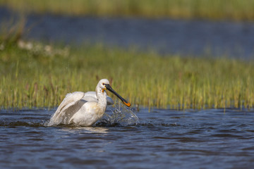 Spatule blanche - Platalea leucorodia - Eurasian Spoonbill