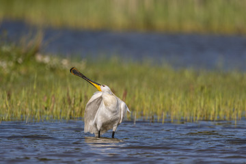 Spatule blanche - Platalea leucorodia - Eurasian Spoonbill
