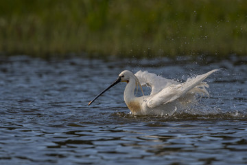 Spatule blanche - Platalea leucorodia - Eurasian Spoonbill