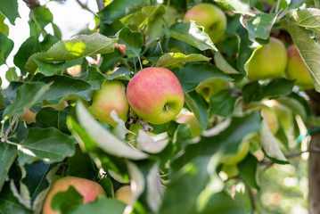 Bio-Äpfel vom Bodensee