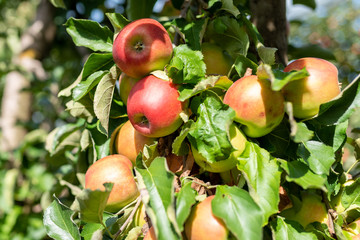 Bio-Äpfel vom Bodensee