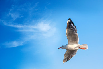 Single Seagull gull black and white flying in a blue sky with unfurled wings as a background with copy space.