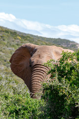 Fototapeta na wymiar Elephant peeking behind the thorny bush