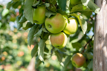 Bio-Äpfel vom Bodensee