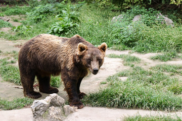 Fototapeta na wymiar A brown bear in the meadow