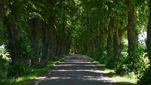 Elm tree alleyway giving shade to the road below. Wind in the canopy on this summer day. Location near lake Takern in Ostergotland, Sweden.