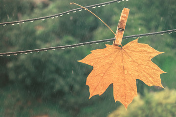 Obraz premium Yellow maple leaf in the rain. Autumn fallen leaf on a clothespin on a clothespin becomes wet under a rain against a background of trees
