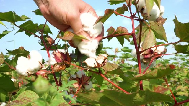 Man picks plump cotton from plant ready for harvest, despite presence of slatmarsh caterpillars that have devoured the leaves. 4K