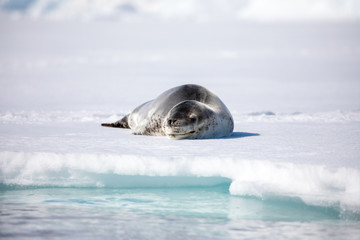 seal sitting on a rock