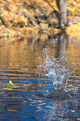 Plop. Drops of water over water surface.