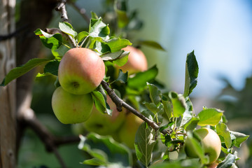 Bio-Äpfel vom Bodensee