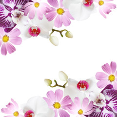 Beautiful floral background of orchids and kosmos 