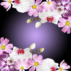 Beautiful floral background of orchids and kosmos 