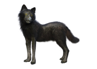 3D Rendering Black Wolf on White