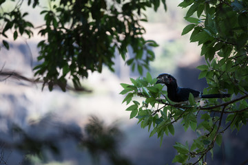 african bird looking for food