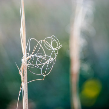 Gras Fadengras in der Wiese