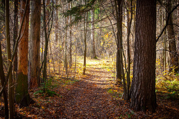The path through the sunlit autumn forest.