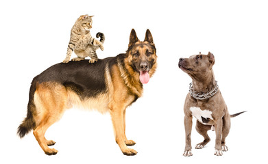 Cat and dogs playing together, isolated on white background