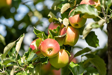 Bio-Äpfel vom Bodensee