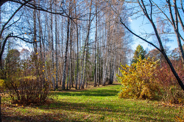 Fototapeta premium Birch grove, green grass, yellow and red shrub against the Sunny blue sky. Autumn landscape.