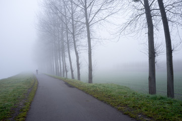Fototapeta premium Foggy road with trees in fall and a distant cyclist