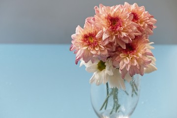 pink chrysanthemum flower in glass, bouquet of flower bloom beautiful on blue background, The concept of summer or spring with copy space