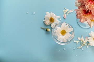 Top view of white chrysanthemum flower in glass, flower bloom beautiful on blue background, The concept of summer or spring