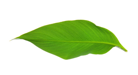 Fototapeta premium Fresh tropical leaf on white background