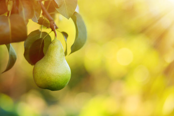 Ripe juicy pear on tree branch in garden