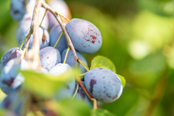 Bio Zwetschgen, Zwetschgenbaum am Bodensee 