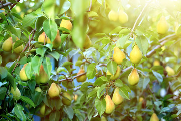 Green tree with juicy pears in garden