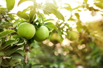 Ripe juicy apples on tree branch in garden
