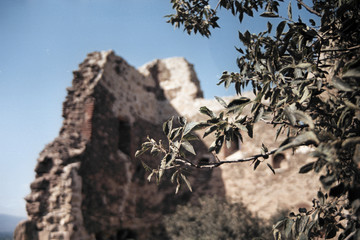 Laurel tree branches covered by sunlight against fortress ruins. Sunny Georgian landscapes. Cinema film photography
