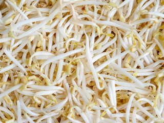 food background texture mung bean sprout