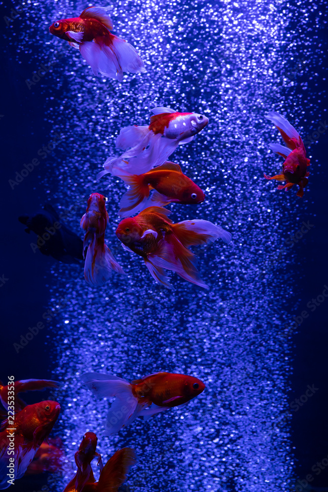 Wall mural Swarm red gold fish in air bubbles blue background